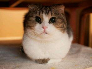 娱乐圈吃瓜猫咪是谁呀,揭秘网络红星的幕后推手  第3张